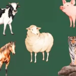 Choose an Animal and Discover Your Hidden Strengths Animals-test